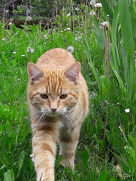 Meldung-Nr. 202'058: Vermisst Katze in 3855 Brienz BE