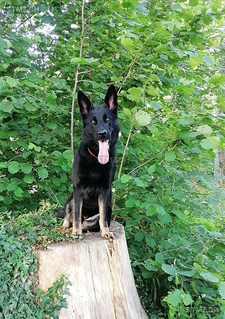 Meldung Nr 249 634 Vermisst Hund In 3380 Wangen An Der Aare
