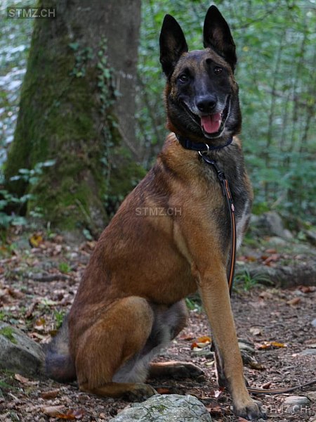 Meldung Nr 259 437 Vermisst Hund In 6491 Realp