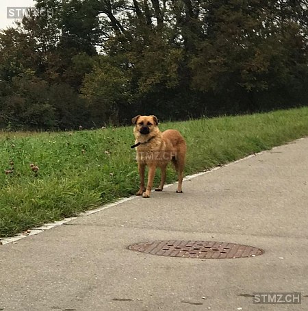 Meldung Nr 260 114 Vermisst Hund In 8302 Kloten