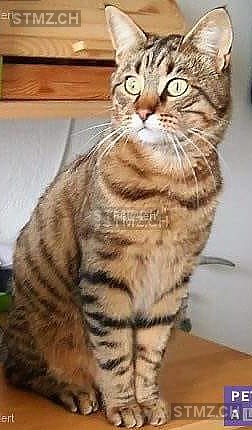 Meldung Nr 163 153 Vermisst Katze In 3053 Munchenbuchsee