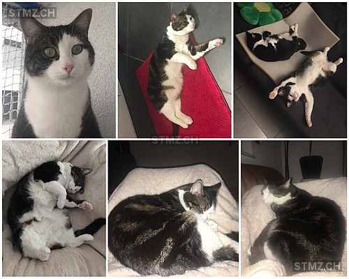 Katze Schwarz Weiß Gefunden