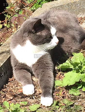 Meldung Nr 130 996 Vermisst Katze In 6313 Finstersee