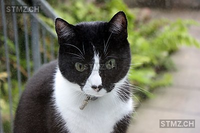 Katze Vermisst Basel