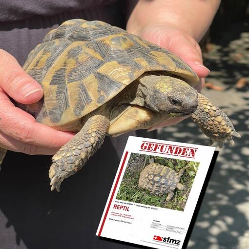 Die abendteuerlustige Schildkröte