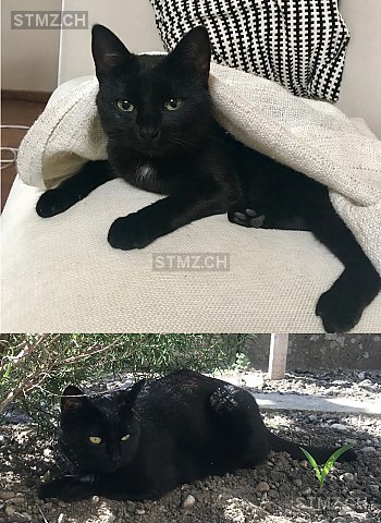 Pelzi — Hauskatze ♀, Vermisst seit 05.05.2018, Winterthur (ZH)