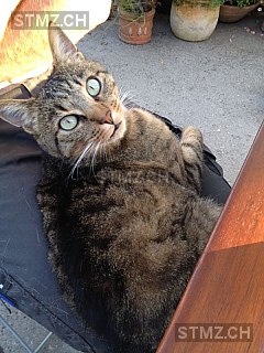 Rupert Bär — Hauskatze ♂, Vermisst seit 24.04.2015, Bremgarten bei Bern (BE)