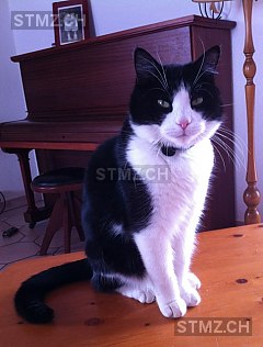 Virgule — Hauskatze ♂, Vermisst seit 09.09.2015, Bionnens (FR)