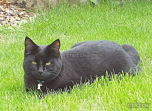 Moustache — Hauskatze ♂, Vermisst seit 29.06.2019, Tafers (FR)