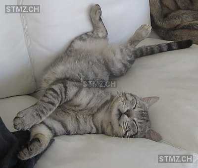 Schmusi — Hauskatze ♂, Vermisst seit 25.07.2015, Münchenstein (BL)