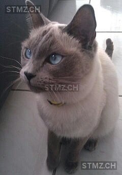 Blue — Siamkatze ♂, Vermisst seit 16.04.2015, Wangen SZ (SZ)
