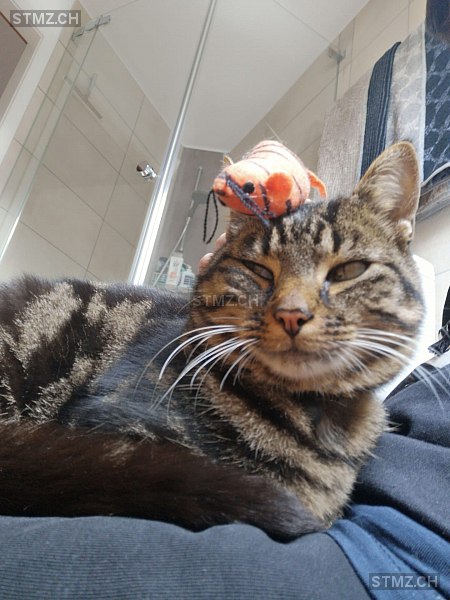 Meldung-Nr. 199'058: Vermisst Katze in 4800 Zofingen