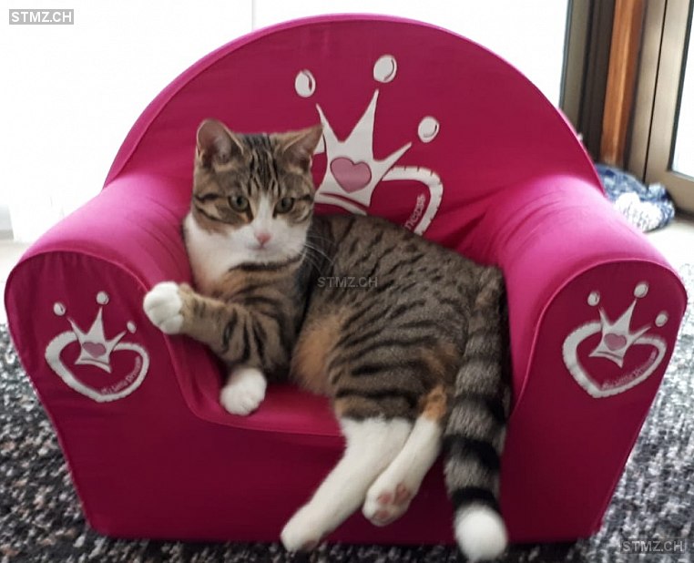 Emma — Hauskatze ♀, Vermisst seit 09.11.2019, Matzendorf (SO)