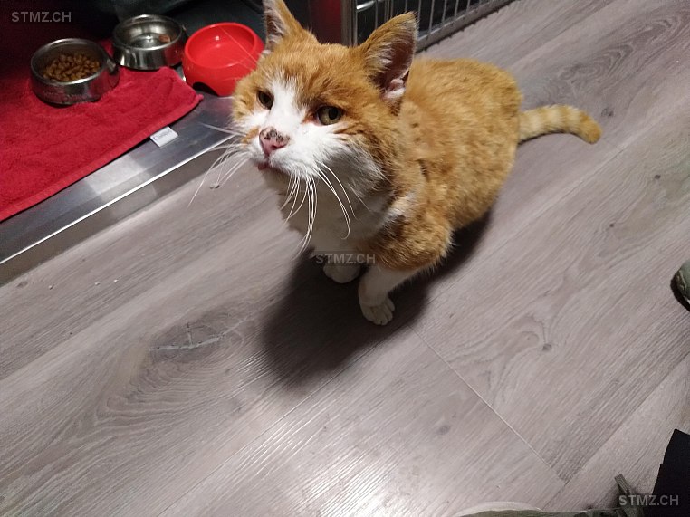 Ehrenamtliche Katzenhilfe Lkr Cham Ev Vermisste Katzen