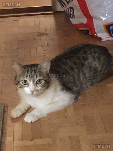 Tschola — Hauskatze ♀, Vermisst seit 10.12.2019, Zürich (ZH)