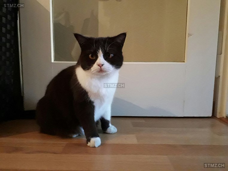 Mia — Hauskatze ♀, Vermisst seit 23.03.2020, Zürich (ZH)