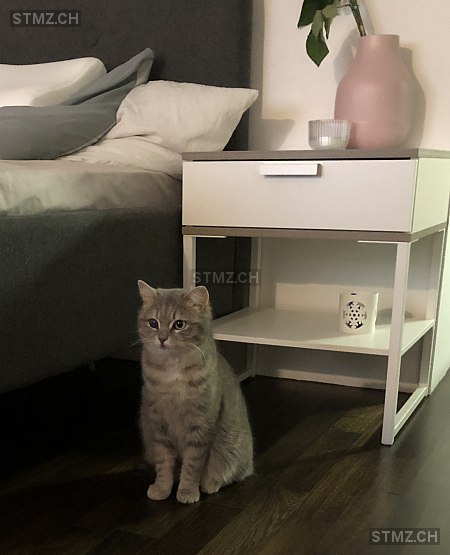 Faye — Hauskatze ♀, Vermisst seit 11.08.2019, Altstätten (SG)