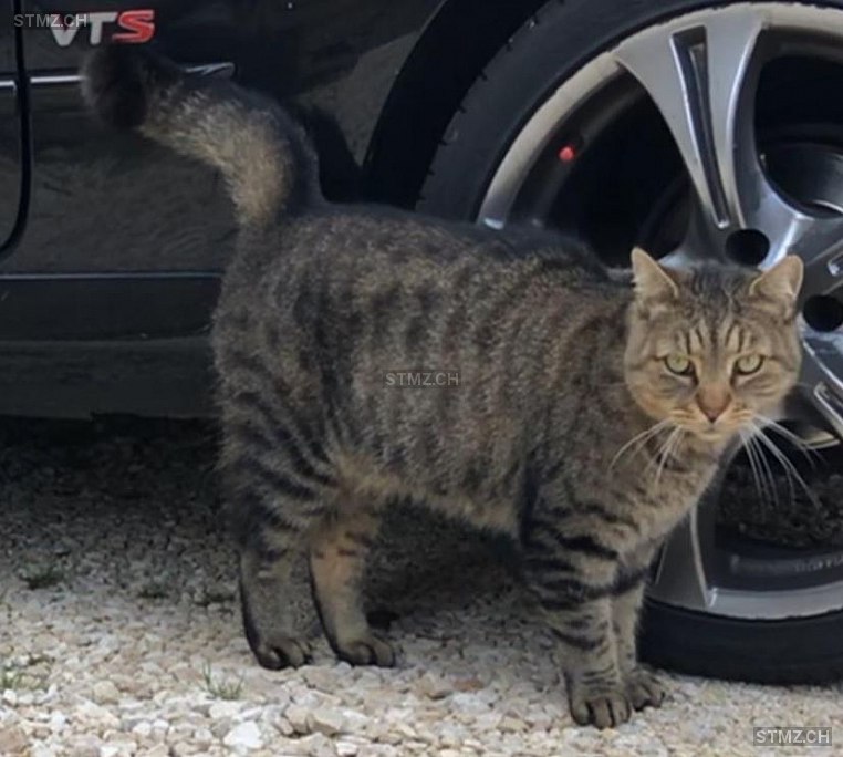 Nismo — Hauskatze ♂, Vermisst seit 08.04.2020, Hinwil (ZH)