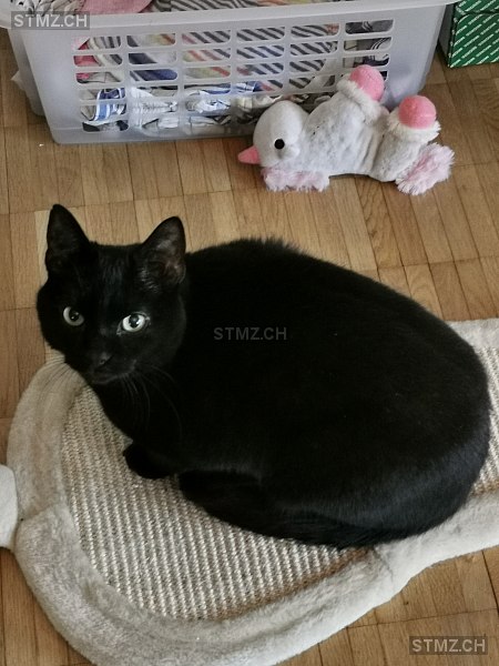 Meldung-Nr. 213'006: Vermisst Katze in 3054 Schüpfen