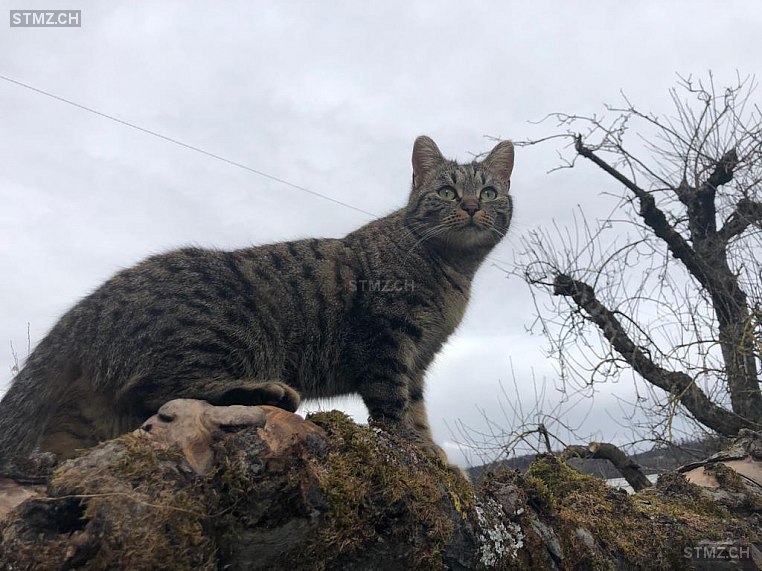 Zora — Hauskatze ♀, Vermisst seit 07.05.2020, Rothrist (AG)