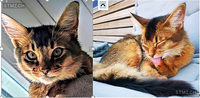Vermisste Katzen Nrw Vermisste Katzen Nrw