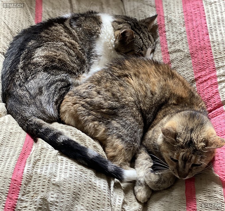 Molly (Smoky) — Hauskatze ♀, Vermisst seit 12.07.2020, Reitnau (AG)