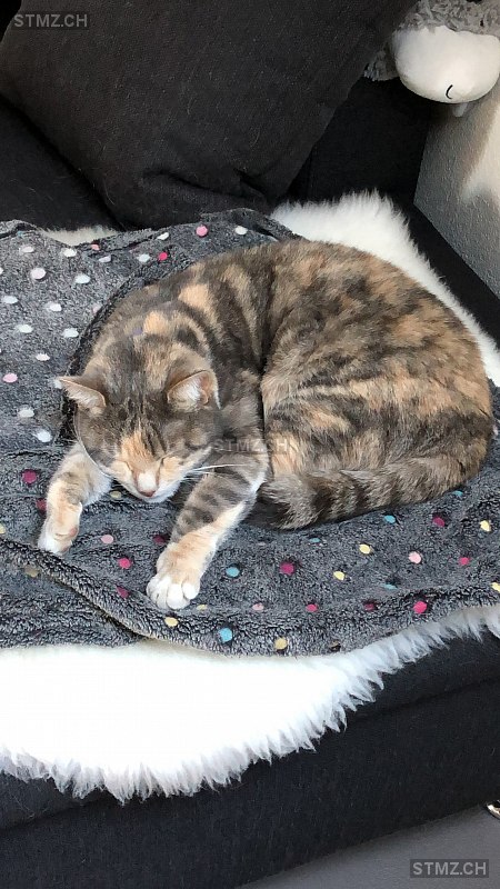 Alina — Hauskatze ♀, Vermisst seit 06.07.2020, Kirchberg BE (BE)