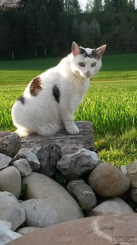 Jana — Hauskatze ♀, Vermisst seit 17.07.2020, Roggliswil (LU)
