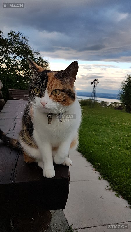 Cheetah — Hauskatze ♀, Vermisst seit 13.07.2020, Enges (NE)