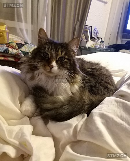 Rocky — Hauskatze ♂, Vermisst seit 16.07.2020, Au SG (SG)