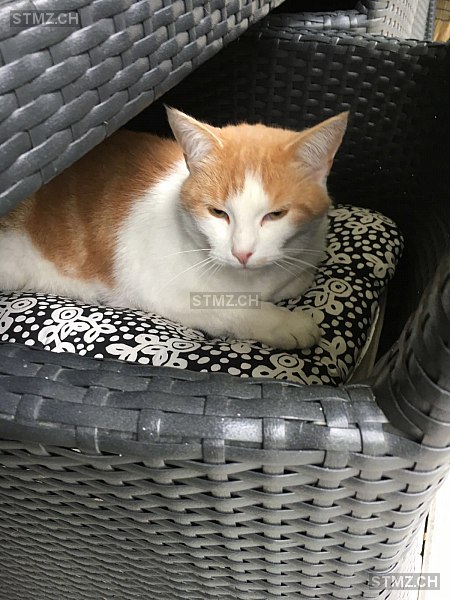 Luna — Hauskatze ♀, Vermisst seit 12.07.2020, Wil 1 SG (SG)