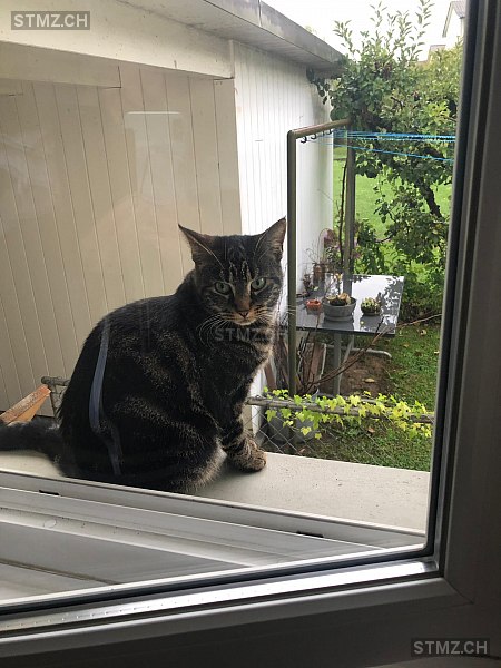 Sissi — Hauskatze ♀, Vermisst seit 05.09.2020, Rohr AG (AG)