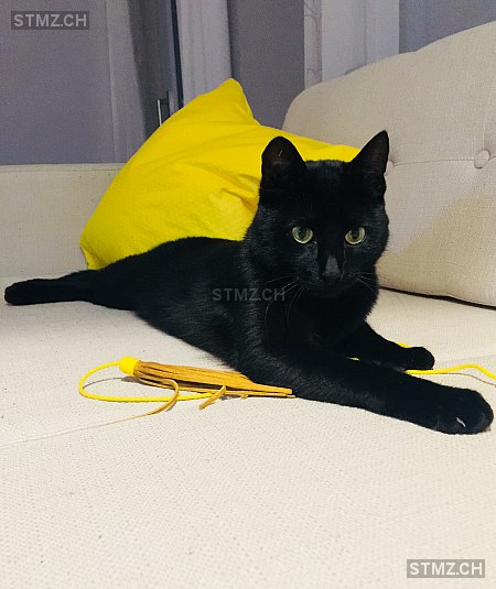 Cosmo — Hauskatze ♂, Vermisst seit 13.09.2020, Kreuzlingen (TG)