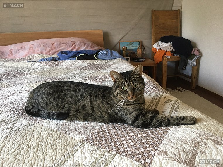 Mimi — Hauskatze ♀, Vermisst seit 19.09.2020, Ammerzwil BE (BE)