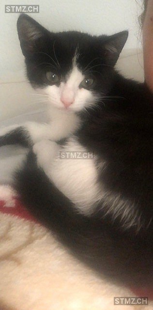 Nala — Hauskatze ♀, Vermisst seit 13.09.2020, Laupen ZH (ZH)