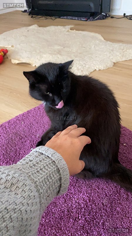 Meldung-Nr. 229'093: Vermisst Katze in 8226 Schleitheim