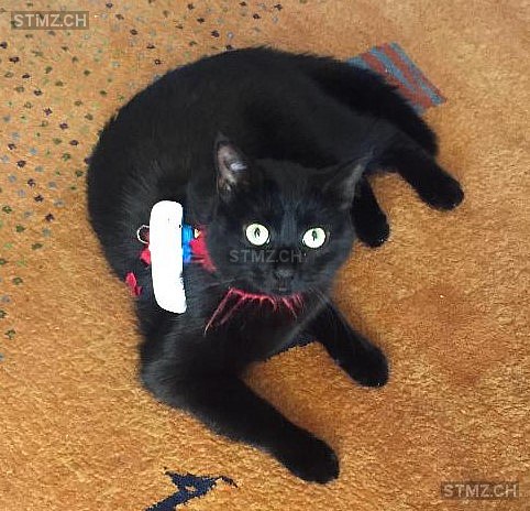 Balthazar — Hauskatze ♂, Vermisst seit 29.10.2020, Aigle (VD)