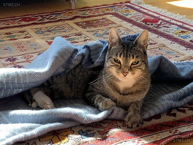 Snorri — Hauskatze ♂, Vermisst seit 19.11.2020, Bösingen (FR)