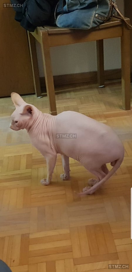 Meldung-Nr. 234'549: Vermisst Katze in 1950 Sion