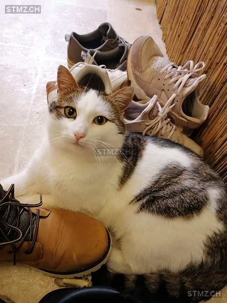 Max — Katze ♂, Vermisst seit 25.04.2021, Roggwil BE (BE)