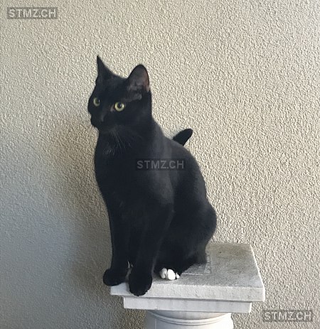 Scooby — Hauskatze ♂, Vermisst seit 09.03.2021, Bassersdorf (ZH)