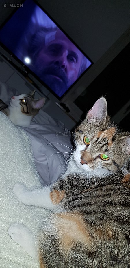 Suchplakat Erstellen Katze - Suchplakat Erstellen Katze / Oberhausen Simba Katze ... - Katzen haben die gewohnheit sich an plätzen zu verstecken, von denen die menschen nichts ahnen.
