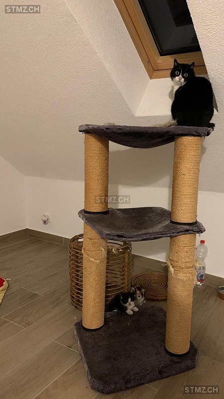 Gringa — Hauskatze ♀, Vermisst seit 05.06.2021, Pampigny (VD)