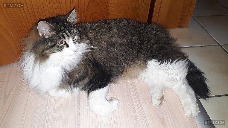Sigi — Hauskatze ♂, Vermisst seit 05.06.2021, Lyssach (BE)