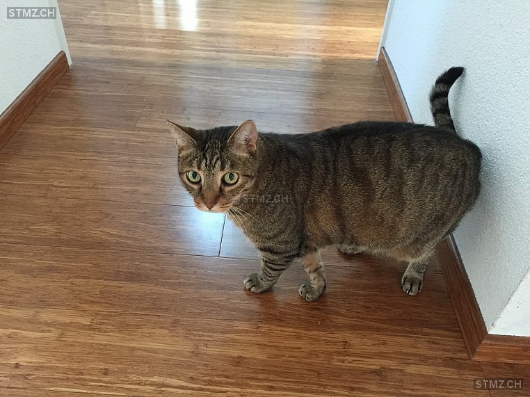 Gismo — Hauskatze ♂, Vermisst seit 11.06.2021, Weiningen ZH (ZH)