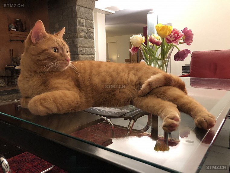 Meldung-Nr. 246'583: Vermisst Katze in 8308 Agasul