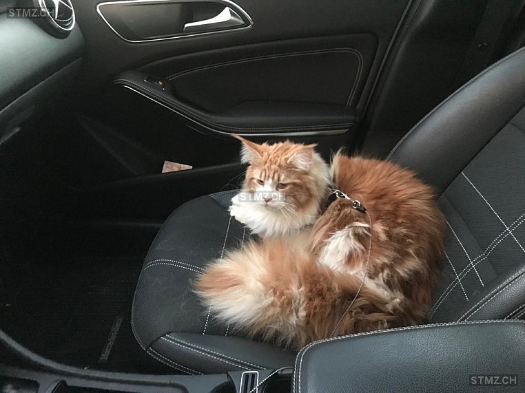 Hannibal / Hanni — Maine Coon ♂, Vermisst seit 17.07.2020, Ebikon (LU)