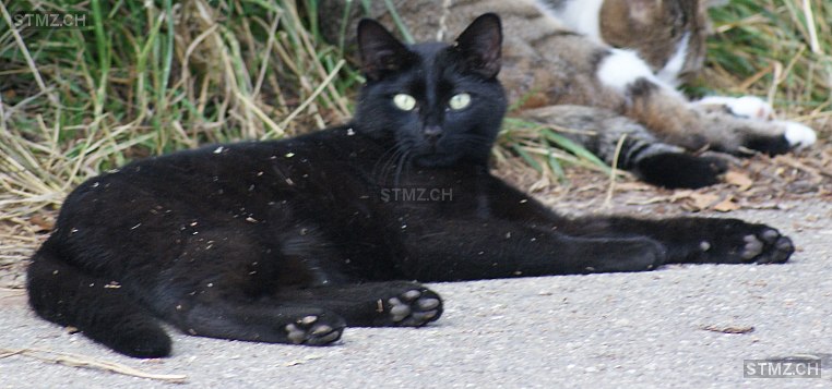 Blacky — Hauskatze ♂, Vermisst seit 31.05.2021, Lupsingen (BL)