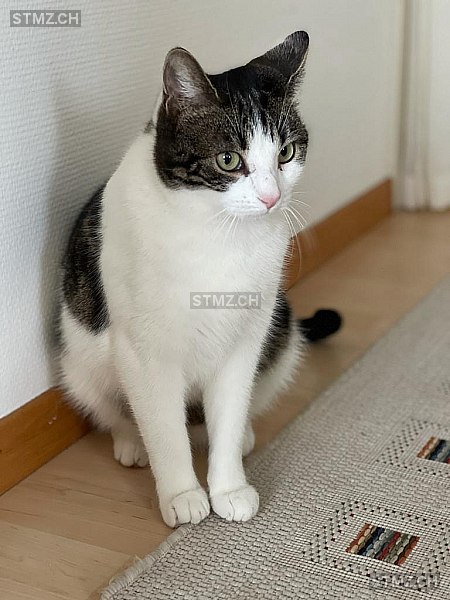 Loui — Katze ♂, Vermisst seit 08.06.2021, Fahrwangen (AG)