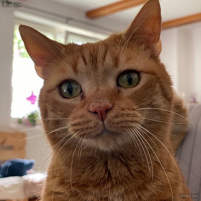 Katerli — Hauskatze ♂, Vermisst seit 09.06.2021, Reitnau (AG)